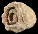 Flower-Like Sandstone Concretion - Pseudo Stromatolite #62220-1